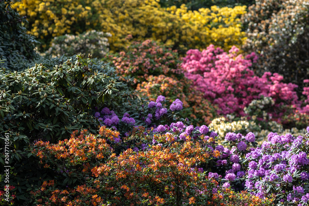 Obraz premium Rhododendrons and azaleas creating a vibrant floral display in a botanical garden