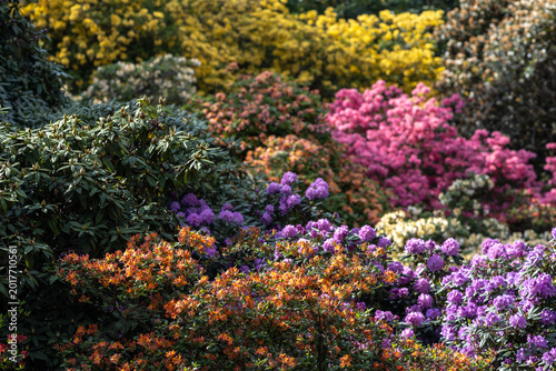 Rhododendrons and azaleas creating a vibrant floral display in a botanical garden