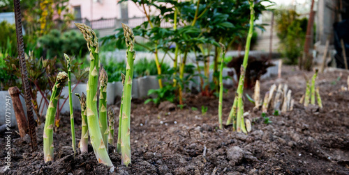 Konstfotografi Young sprouts of green asparagus growing from the open ground in the garden