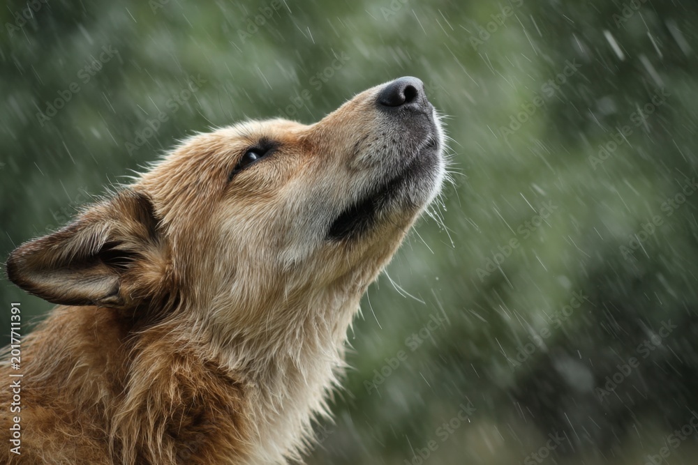 Obraz premium Dog stands under rain looking up towards the sky with its eyes closed and fur wet in a natural setting