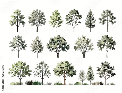 Collection of watercolor tree elevations and shrubs for architectural visualization and landscape design
