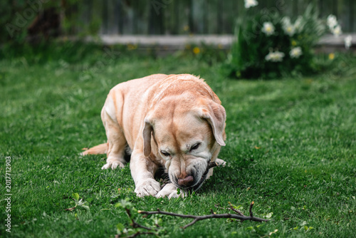 Fotografi Yellow labrador dog enjoying playtime outdoors, eagerly chewing on a stick in lu