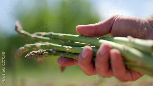 Holding fresh green asparagus shoots tightly displaying the bunch by gently turning the stems in the hand against a bright sunny outdoor garden background