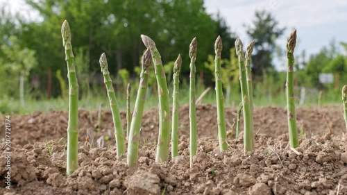 Ecological green asparagus shoots growing out of the dirt in an outdoor garden