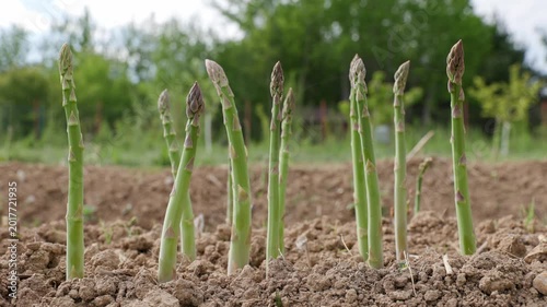 Organic green asparagus shoots growing and swaying in the dirt at an outdoor garden