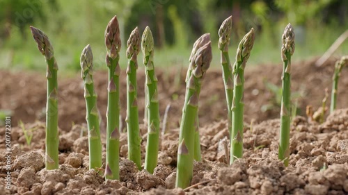 Panning across organic healthy asparagus shoots growing upright out of the dirt in an ecological garden plantation outdoors
