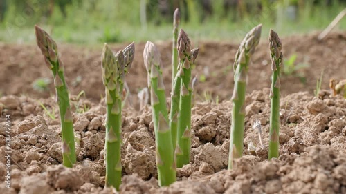 Fresh green edible asparagus shoots are standing upright from the soil while the camera is panning around the plants in an ecological garden outdoors