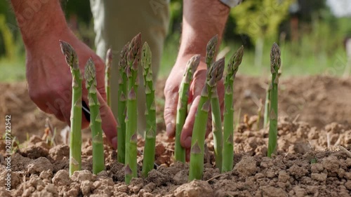 Gardener appears and starts cutting fresh green edible asparagus shoots with a knife then gathering the cropping stems together before holding the bundle up in an ecological garden outdoors