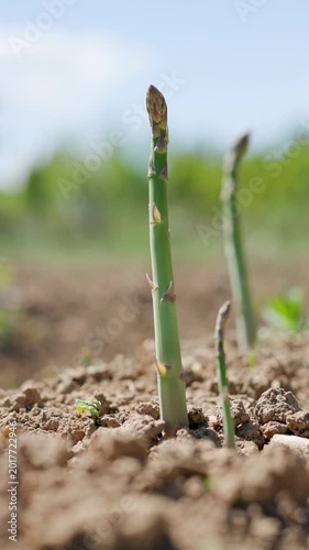 Spinning shot of fresh green asparagus officinalis shoot standing and growing in dirt while in outdoor garden plantation