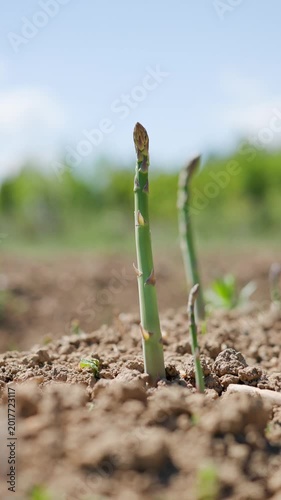 Organic green edible asparagus officinalis shoot standing and growing out of soil while turning and spinning in outdoor garden plantation