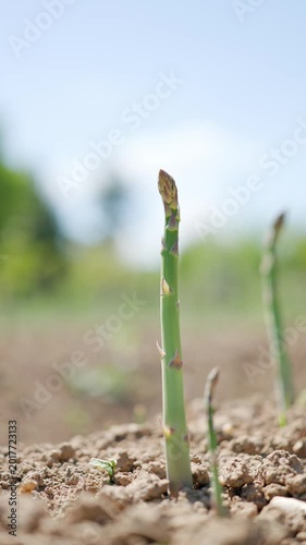 Fresh green edible asparagus officinalis shoot standing and growing out of soil in outdoor garden plantation