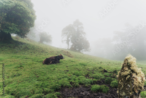 Tableau sur toile Costa rican cattle resting on a misty green hillside