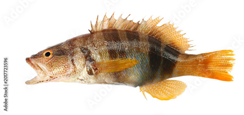 Plakat Serranus Scriba, fish Painted Comber isolated on white background, clipping 