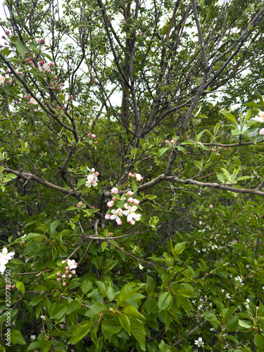 Blooming lilacs with soft purple buds and green leaves in the rays of the evening sun. A spring garden, a natural backdrop, the freshness and beauty of bloom. A close-up of lilac branches outdoors in 