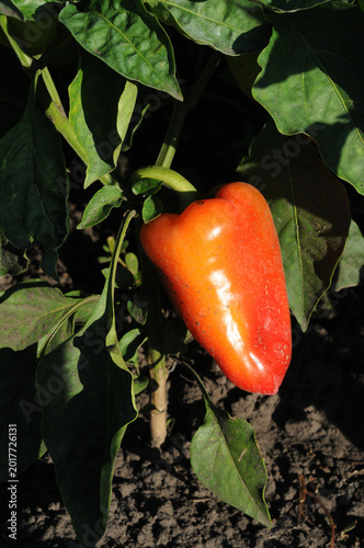 Red pepper growing in the garden, closeup of photo with selective focus.