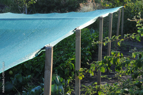 Protective covering of plants from the sun in the garden in the form of a net. Growing organic plants.