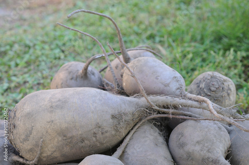 Harvested organic beets in the garden, closeup of photo.