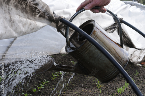 Farmer watering plants in greenhouse with metal watering can. Selective focus.