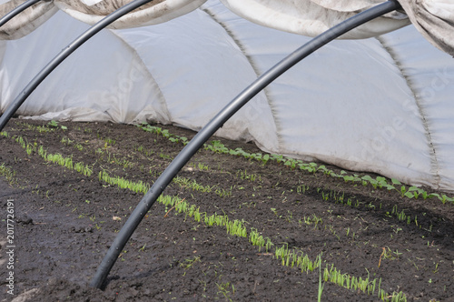 Greenhouse with seedlings in the ground. Selective focus.