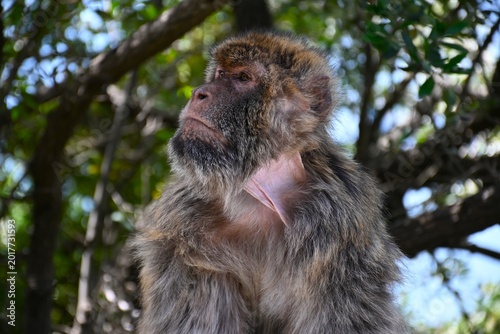 Bild auf Leinwand El macaco de Berbería