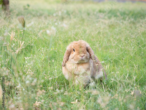 Obraz na plátně Adorable little brown holland lop rabbit sitting on vibrant green grass in a sunlit garden