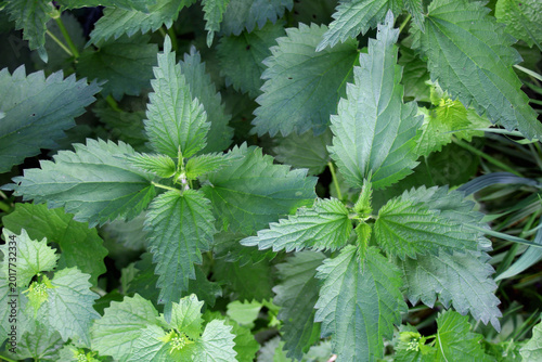 Photography stinging nettle plants in the grass