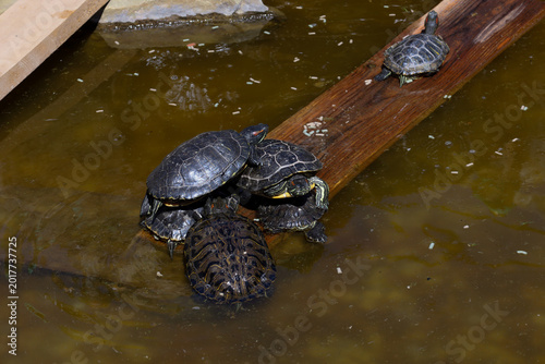 Fotografie A group of red-eared slider turtles rests on a wooden bridge in a small artificial pond during a sunny day