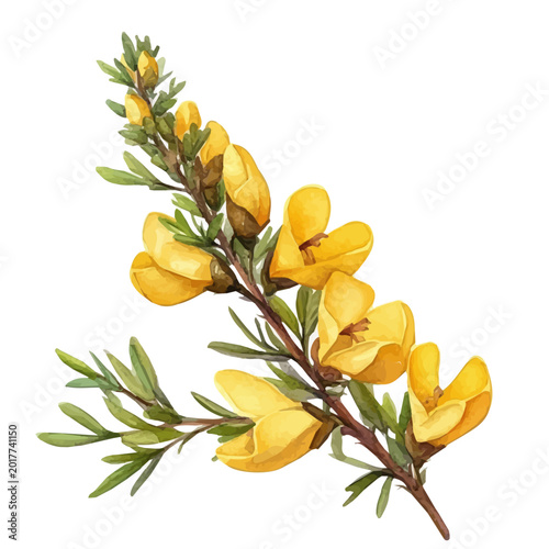 Photos watercolor of Broom Flower vector, isolated on a white background
