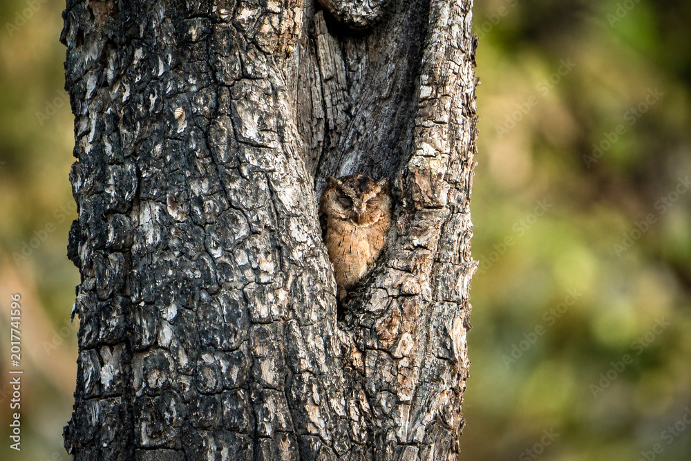 Fototapeta premium Indian Scops Owl Otus bakkamoena Roosting in Tree Crevice with Perfect Camouflage in Dry Deciduous Forest