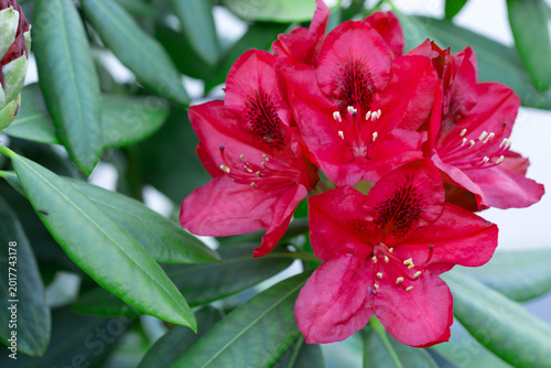 Close-up of beautiful red Azaleas flowers in springtime.