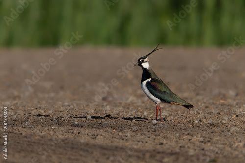Fotografie Northern Lapwing (Vanellus vanellus on a field
