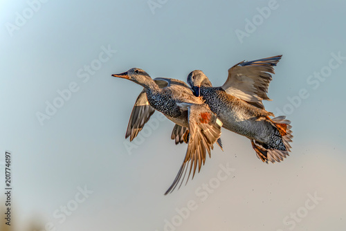 Fotografie Two male The gadwall (Mareca strepera) fighting in mid-air during mating season