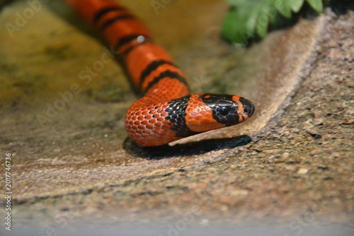 The Honduran milk snake, Lampropeltis triangulum hondurensis, is a nonvenomous subspecies of the milk snake family Ophiocortis. Also known as the Honduran kingsnake.