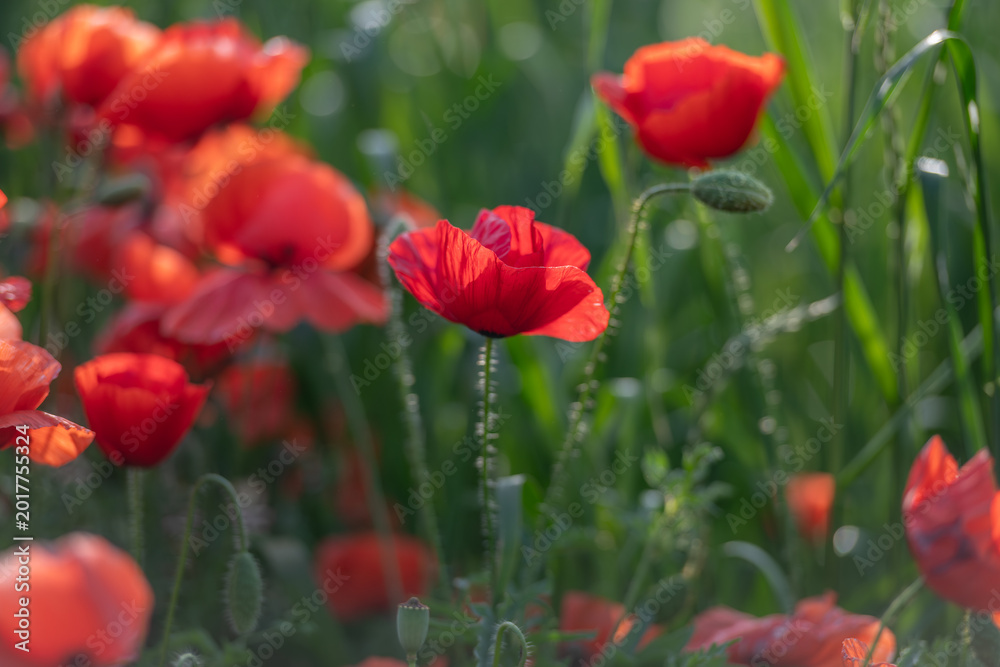Obraz premium Red poppy flowers blooming in meadow with soft bokeh and shallow depth of field, spring wildflowers in natural grass landscape, floral background for nature, ecology and seasonal concepts.