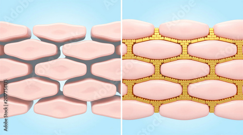 Conceptual illustration of ceramides restoring the skin barrier. 