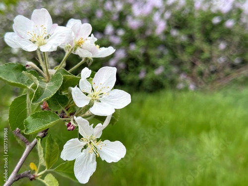 White flowers of apple blossming tree in spring garden. 