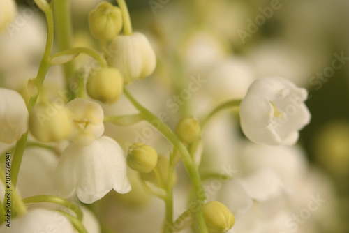 Smoke blur close-up selective soft focus cream beige white lily of the valley snowdropn Flower. Macro natural green background.