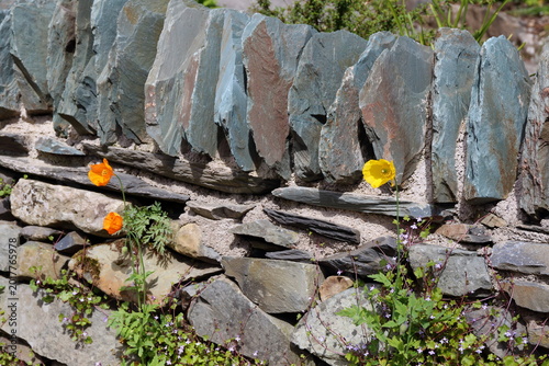 Colourful Poppies by a Stone Wall.