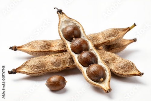 Three Beech Nuts on White Background