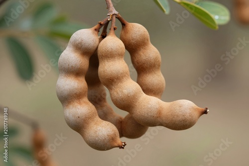 Close-up of Tamarix Fruits Hanging