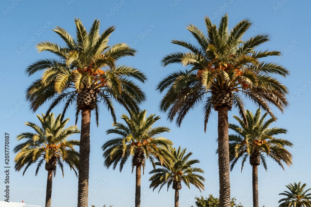 Obraz premium Palm Trees Against Azure Sky