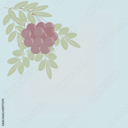 A branch of red mountain ash with leaves and berries. Dusty mountain ash. Place for your text.