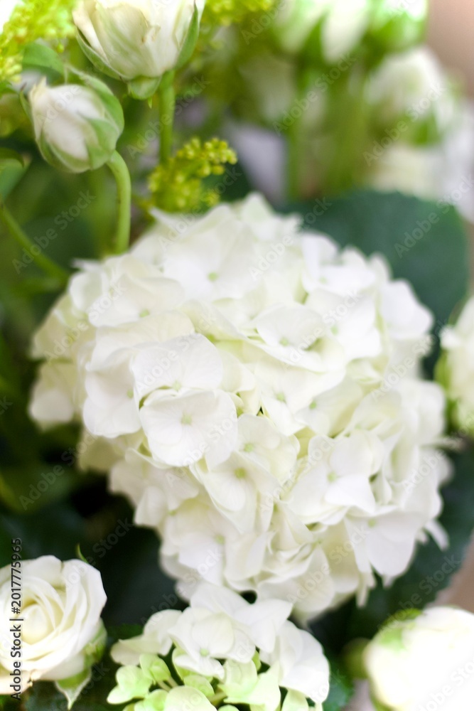 Fototapeta premium white flowers on white background