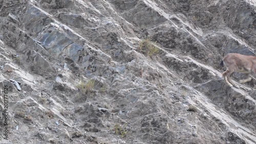 Markhor (Capra falconeri) wild goat leaping across steep rocky ledges on a mountain cliffside in its natural habitat 4k 120fps slow motion footage