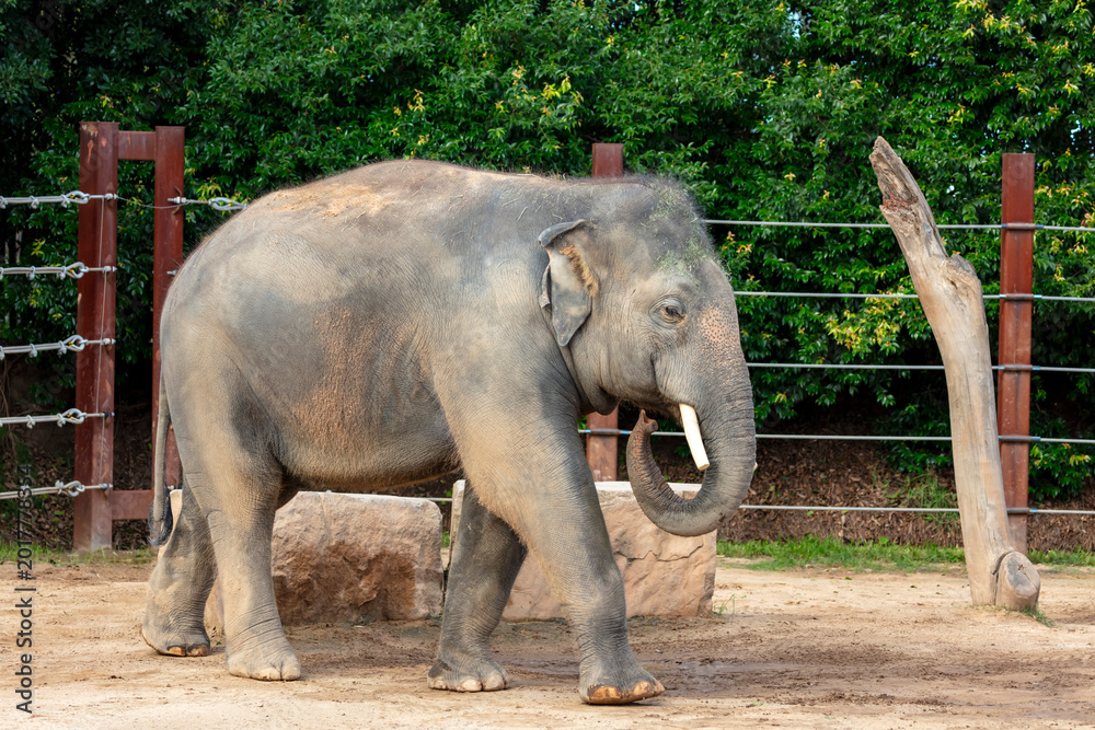 Naklejka premium Photograph of a large elephant walking near a fence and trees in the sunshine at Sydney Zoo in the greater western Sydney region of New South Wales, Australia