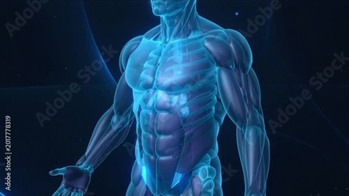 Rotating 3D translucent male model revealing ribs, chest and abs as camera zooming for study