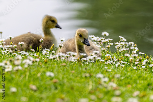 Photos Close up of group of baby Canada Geese sitting amongst daisies on lake edge in W
