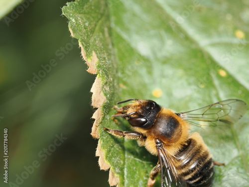 Fotografía Una abeja del género Megachile, conocida como abeja cortadora de hojas, descansa sobre una hoja verde