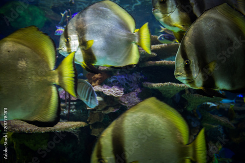 Canvas Print Wildlife and exotic animals at the Toronto Zoo in Ontario Canada