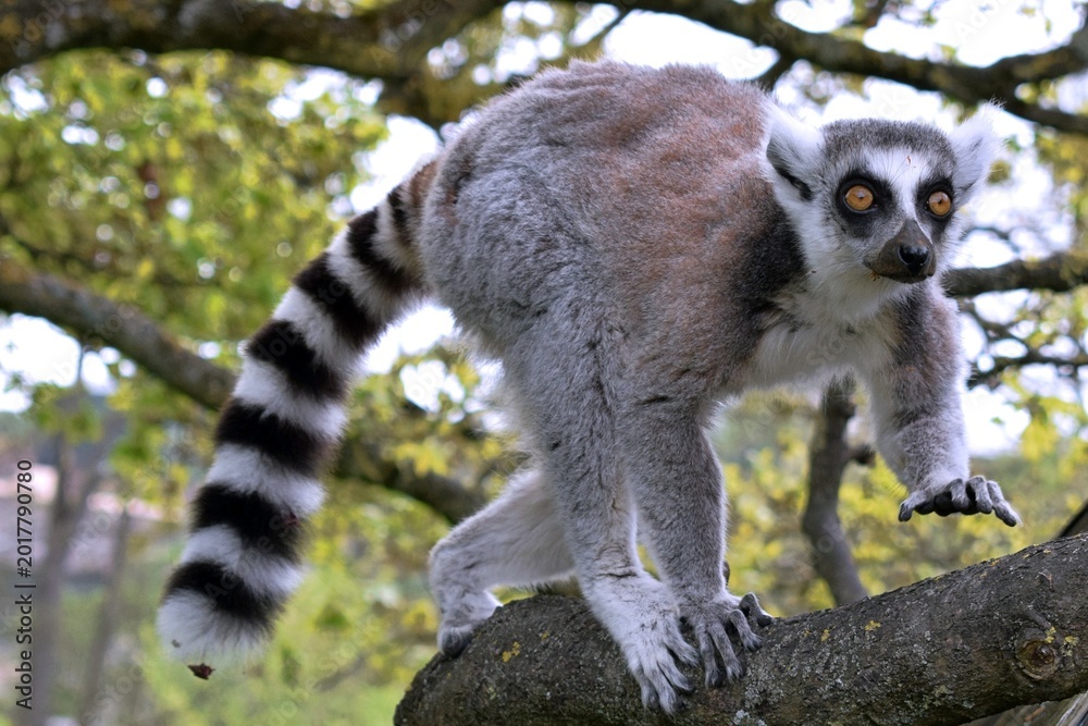 Obraz premium Ring Tailed Lemur Balancing on a Tree Branch